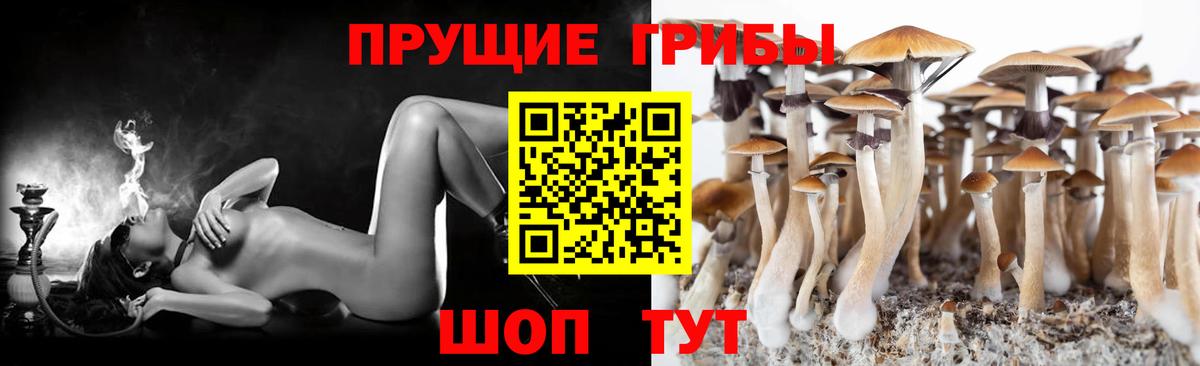 Псилоцибиновые грибы Psilocybe Егорьевск